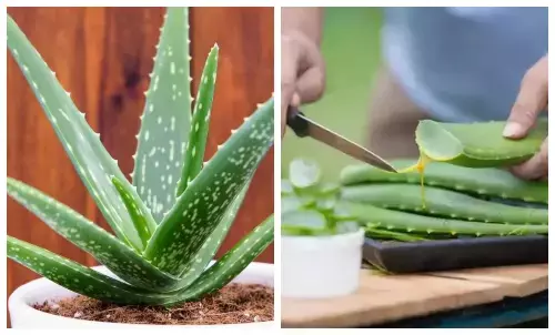 औषधीय गुणों से भरा है एलोवेरा प्लांट, इस तरीके से घर में लगाएं, तेजी से बढ़ेगा