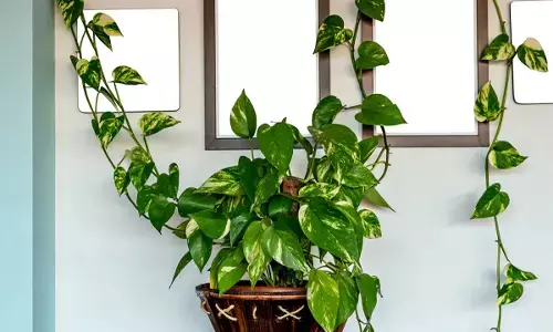 Money Plant Tips