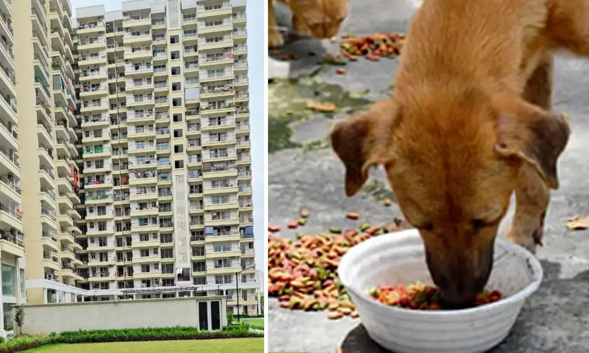 Stray dogs cannot be fed at main gate of society