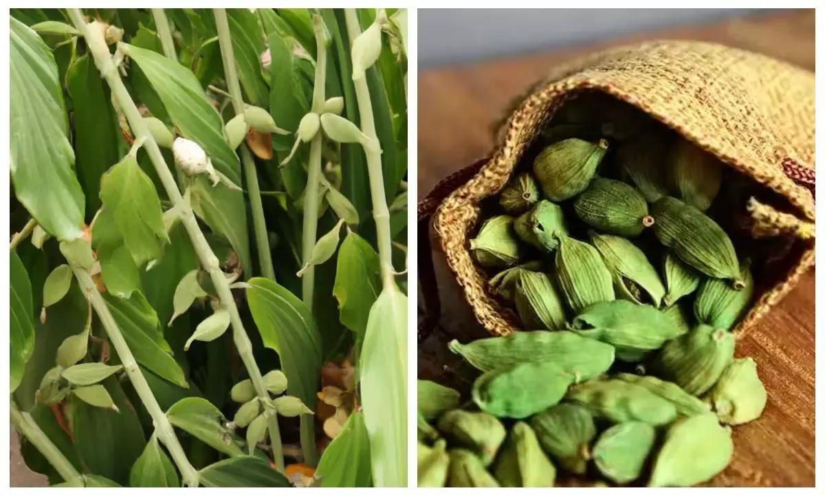 ghar me elaichi ugane ka tarika