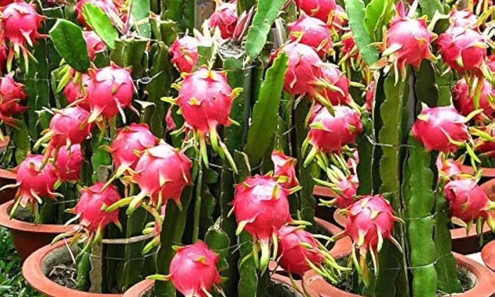 dragon fruits plantation tips