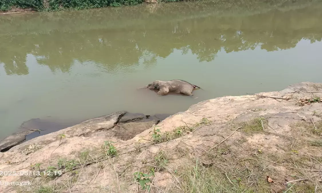 दल से बिछड़ा था बच्चा, तालाब में डूबने से गई जान