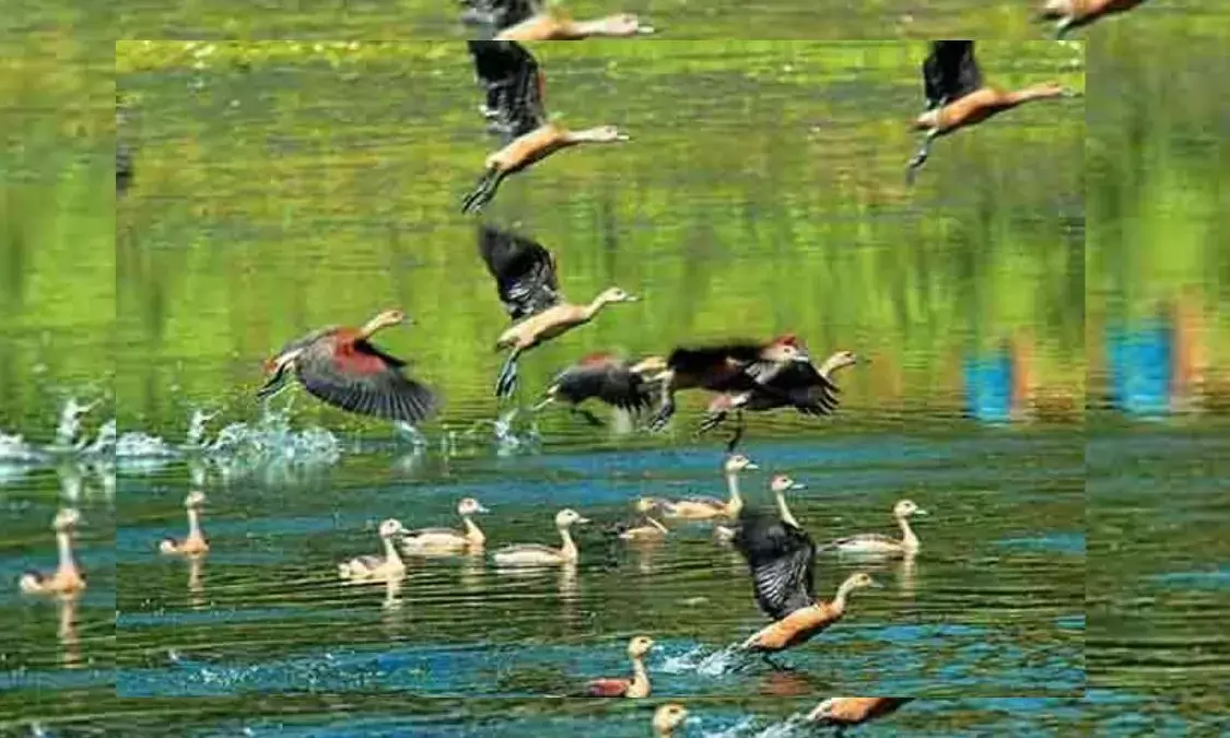 प्रकृति प्रेमियों के लिए बेस्ट है हरियाणा का ये खूबसूरत अभयारण्य, फैमिली के साथ बनाएं घूमने का प्लान