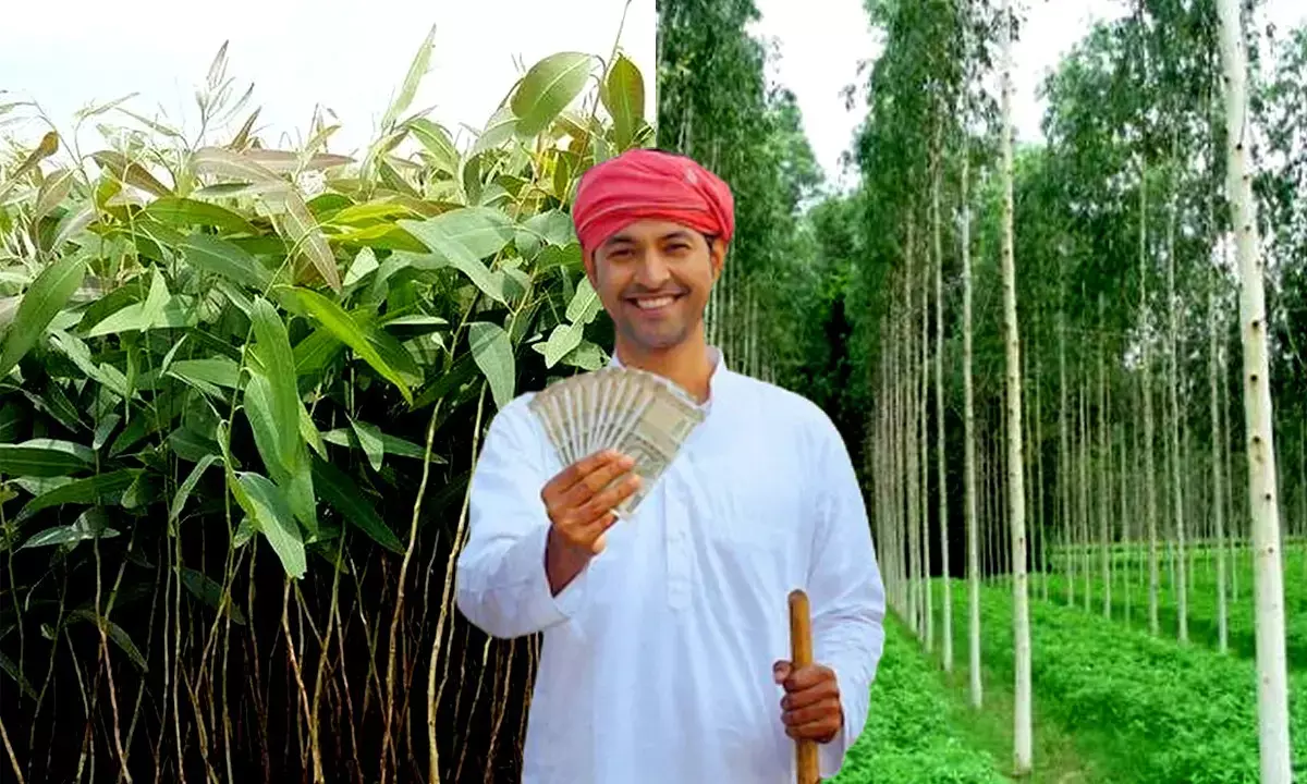 सिरसा में 800 हेक्टेयर में लगेंगे क्लोन सफेदा के पौधे, मिलेगा डबल इनकम का मौका