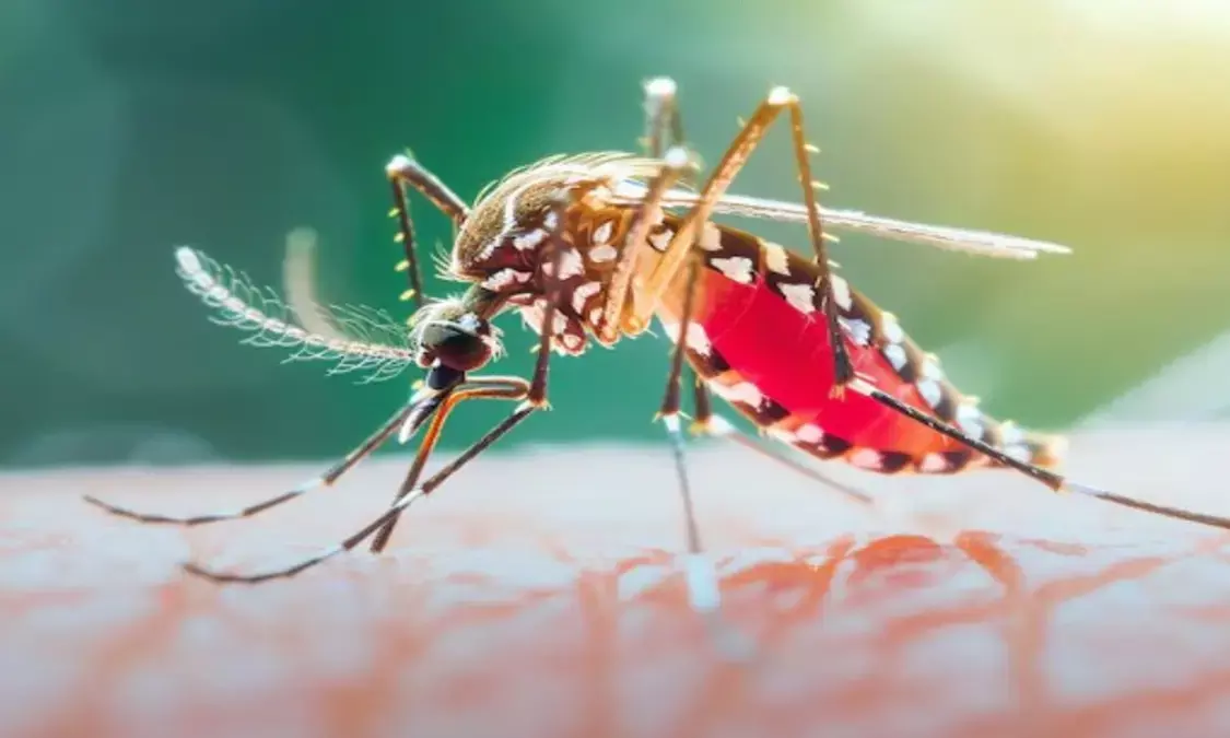 National Dengue Day 2025: डेंगू किन लोगों तक पहुंचता है? जानिए इसके लक्षण और बचने के उपाय