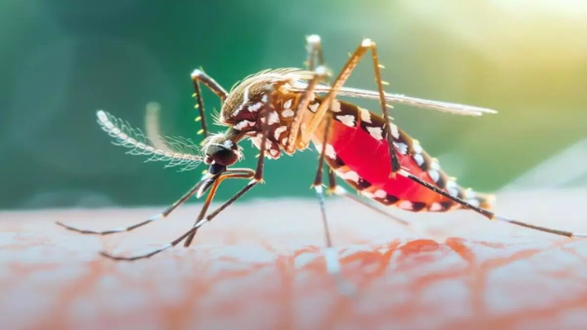 National Dengue Day 2025: डेंगू किन लोगों तक पहुंचता है? जानिए इसके लक्षण और बचने के उपाय National Dengue Day 2025: डेंगू किन लोगों तक पहुंचता है? जानिए इसके लक्षण और बचने के उपाय