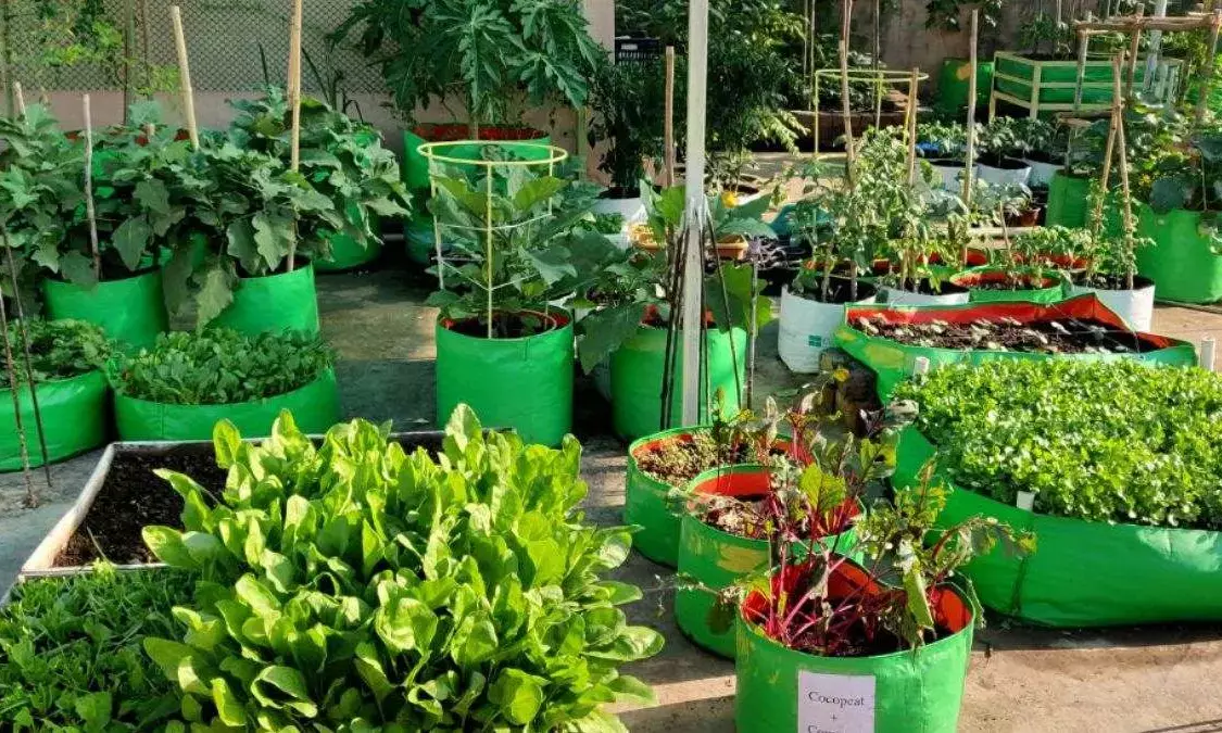 gardening tips in hindi