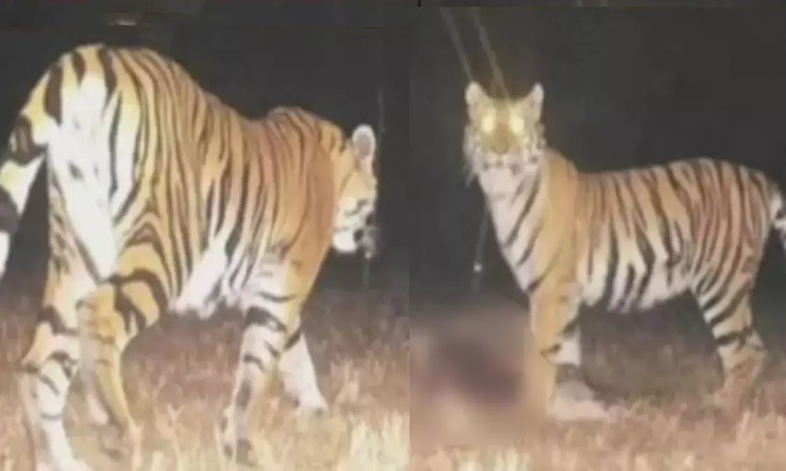 इलाके में दहशत का माहौल, अलर्ट पर वन विभाग