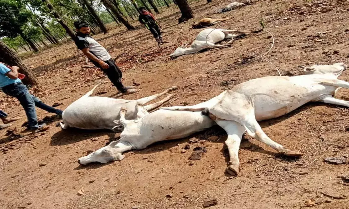टूटकर गिरे हाइटेंशन तार की चपेट में आकर दो गांवों में 10 मवेशियों की मौत टूटकर गिरे हाइटेंशन तार की चपेट में आकर दो गांवों में 10 मवेशियों की मौत