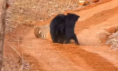 बच्चे को पीठ पर बैठाकर बाघ से भिड़ी मादा भालू, देखिए VIDEO…