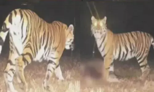 इलाके में दहशत का माहौल, अलर्ट पर वन विभाग