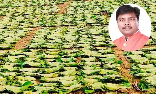 तेंदूपत्ता संग्राहक परिवारों के बच्चों को मिली 7 लाख 34 हजार की छात्रवृत्ति, संग्रहण में भाग लेने की अपील