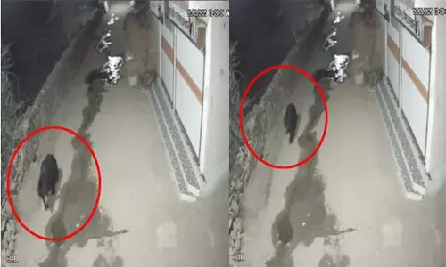 भोजन की तलाश में रिहायशी इलाके पहुंचा भालू : मूवमेंट सीसीटीवी कैमरे में कैद, देखिए वीडियो