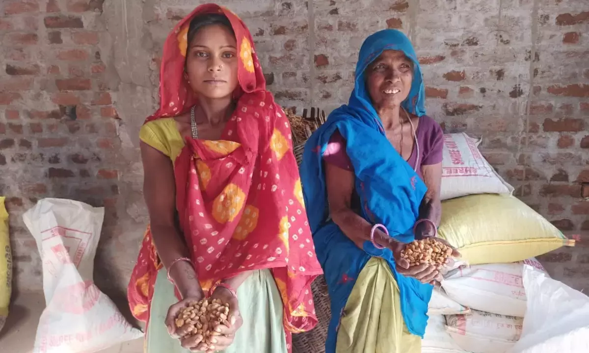 मप्र के महुआ से बनी चाय की चुस्कियां लेंगे लंदनवासी, जानें इसके स्वास्थ्य लाभ मप्र के महुआ से बनी चाय की चुस्कियां लेंगे लंदनवासी, जानें इसके स्वास्थ्य लाभ