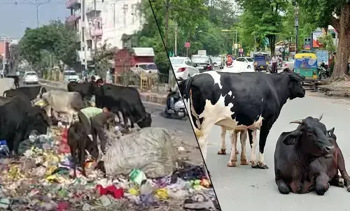 CM Saini gave instructions regarding stray animals