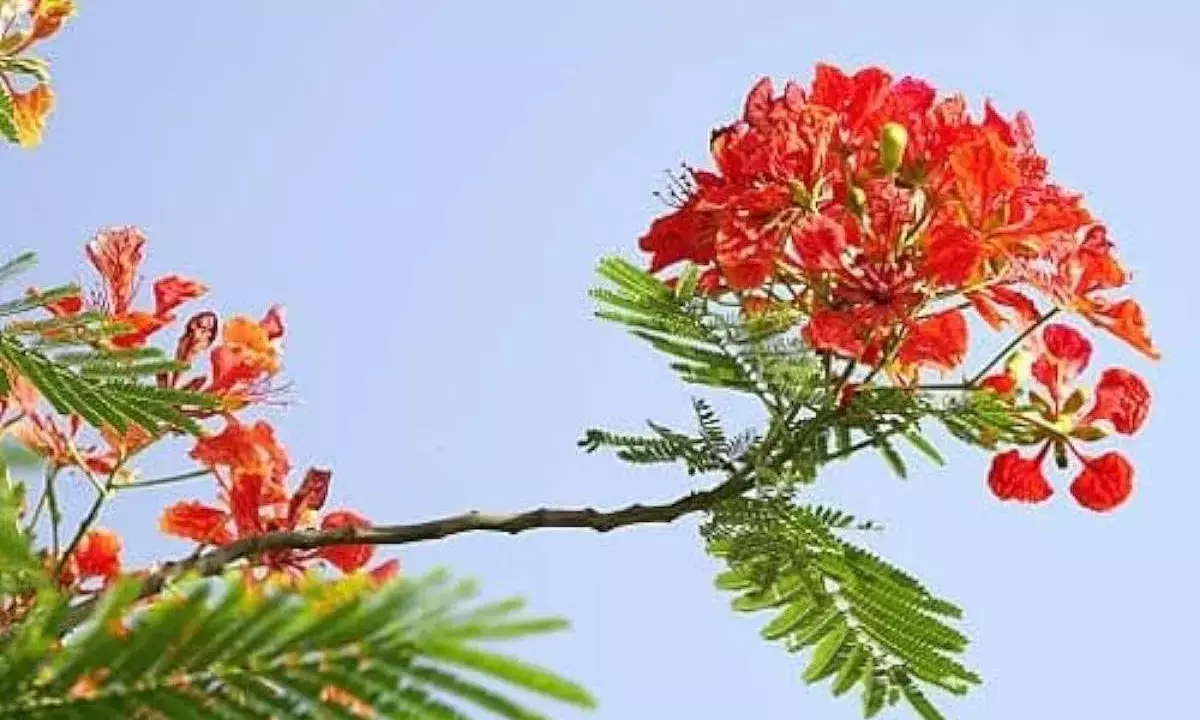 gulmohar plantation tips