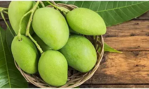 raw mango identification tips