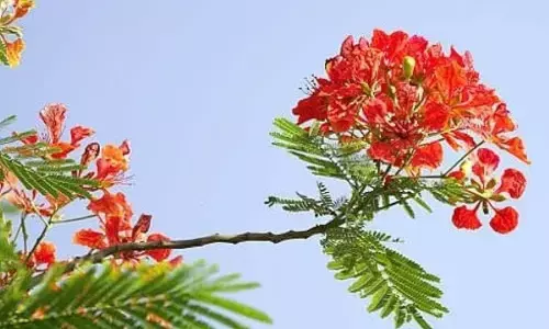 gulmohar plantation tips