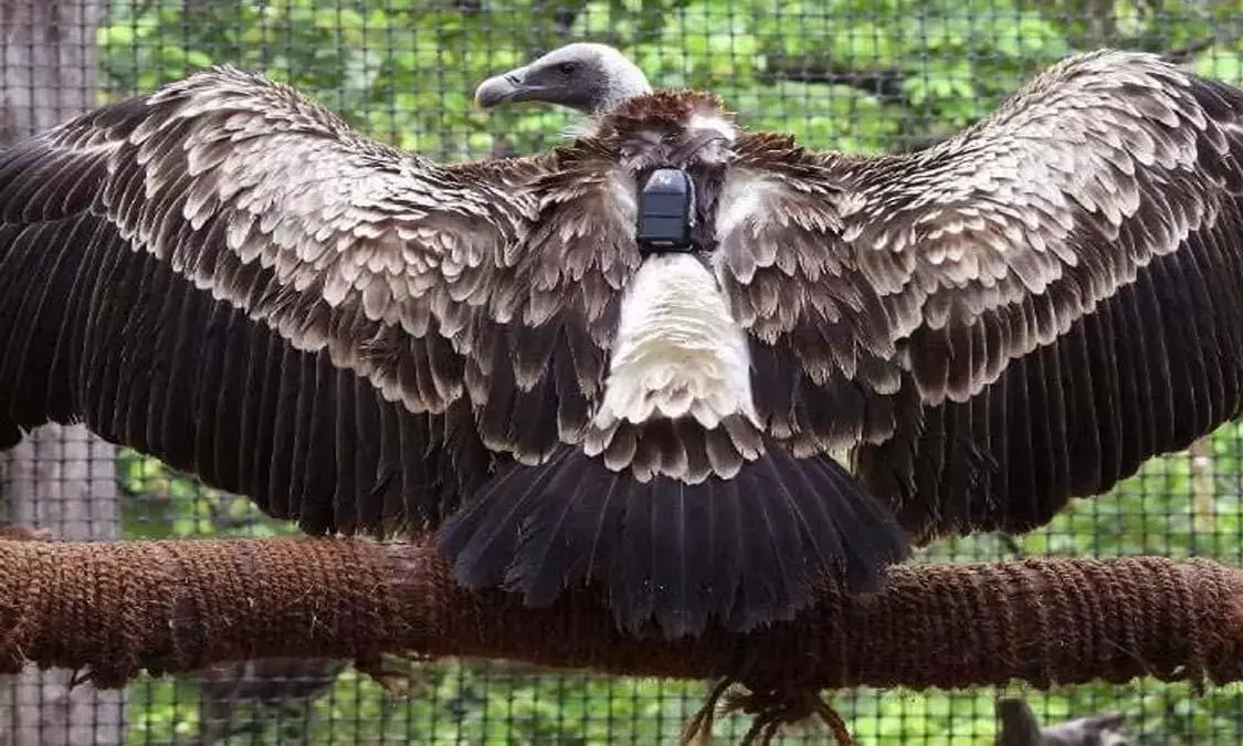 activities of vultures are being monitored