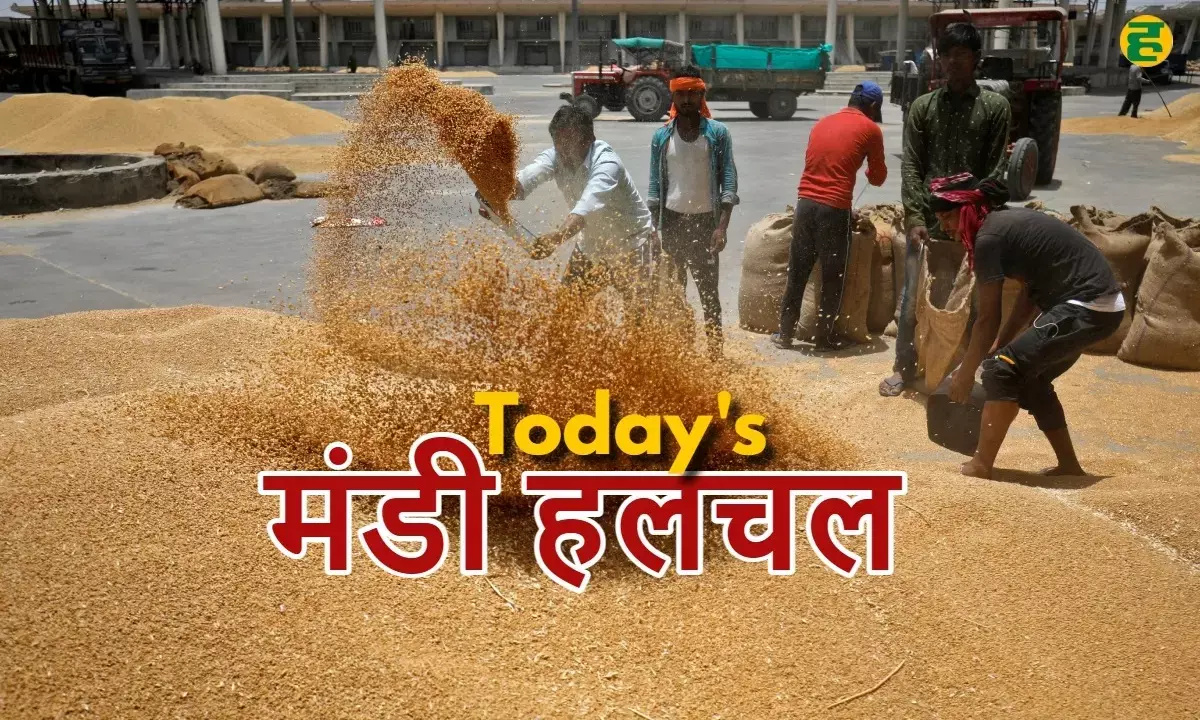 mandi (food market) news in hindi