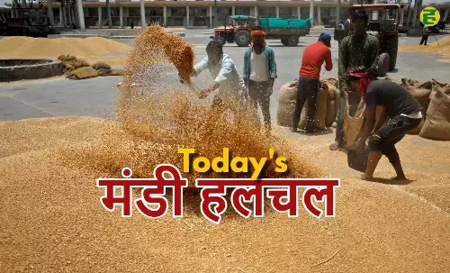 mandi (food market) news in hindi