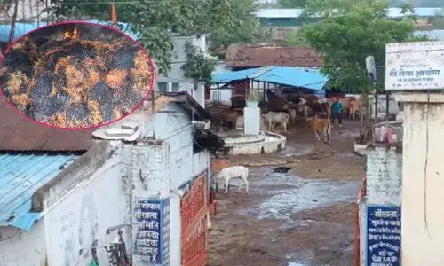 458 cattle survived fodder burnt ashes