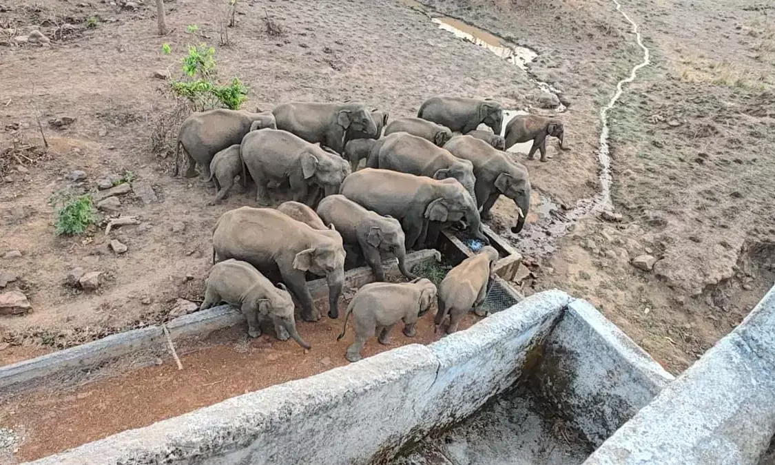 Herd of elephants