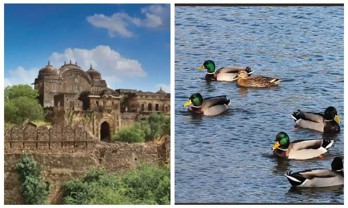 गर्मी की छुट्टियों में बच्चों के साथ करें रणथंबौर की सैर, यादगार बनेगी समर वैकेशन