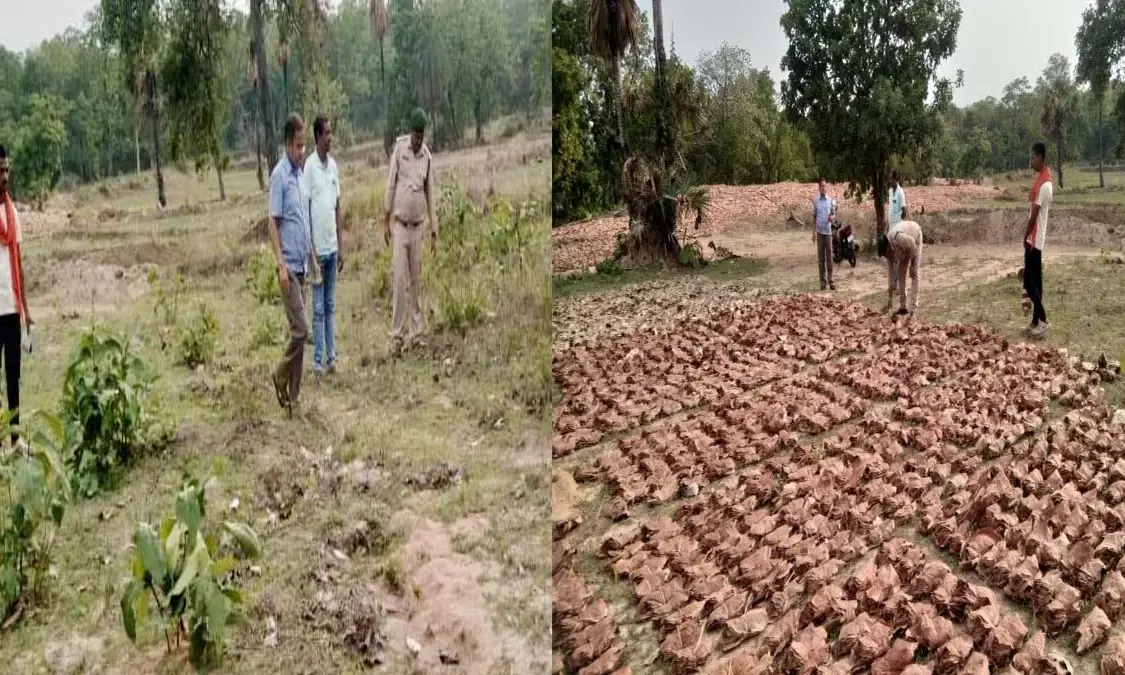 Collector observing the leaves