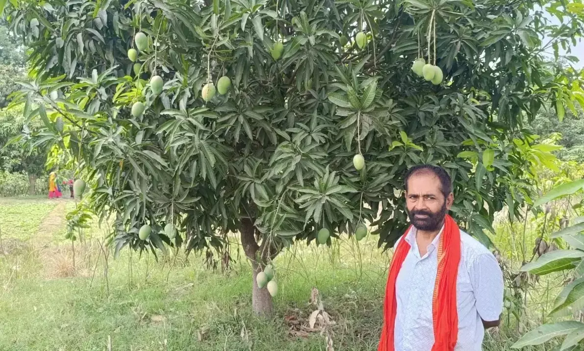 ऑपरेशन सिंदूर से प्रेरित होकर मैंगो मैन अशोक चौधरी ने तैयार किया खास सिंदूर आम