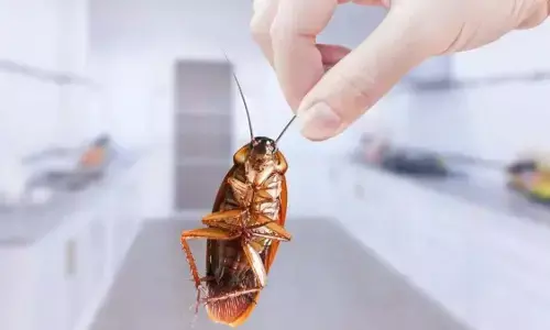 how to get rid of cockroaches