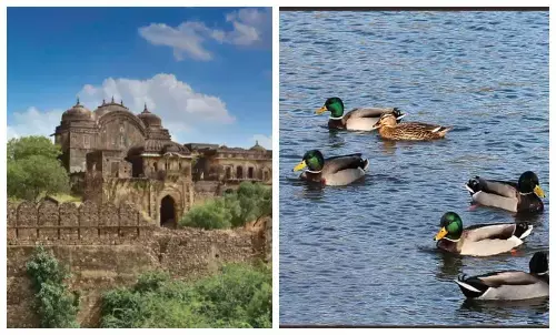 गर्मी की छुट्टियों में बच्चों के साथ करें रणथंबौर की सैर, यादगार बनेगी समर वैकेशन