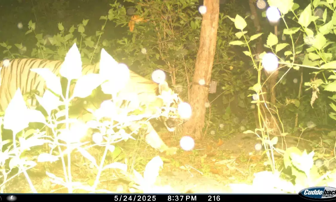 Udanti-Sitanadi Tiger Reserve