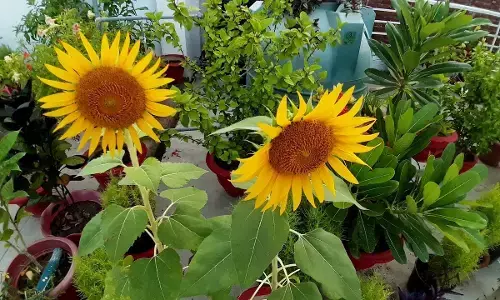 how to plant sunflower at home