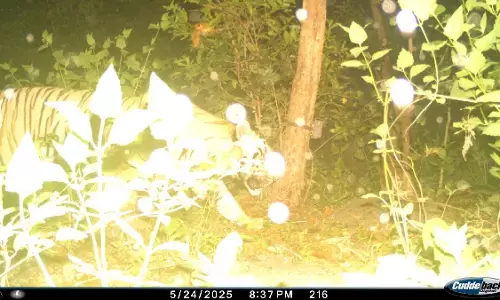 Udanti-Sitanadi Tiger Reserve