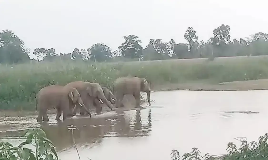 नहाते और एक-दूसरे पर सूंड से पानी उछालते नजर आए, देखिए Video… नहाते और एक-दूसरे पर सूंड से पानी उछालते नजर आए, देखिए Video…