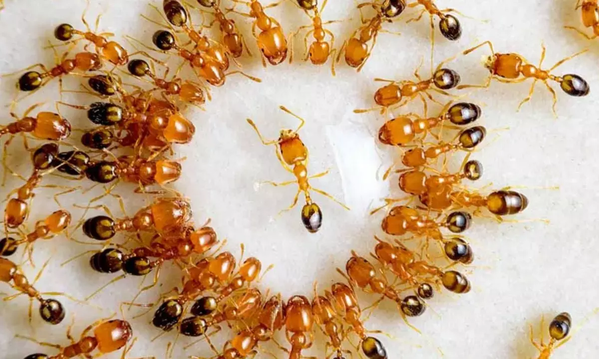 how to get rid of ants