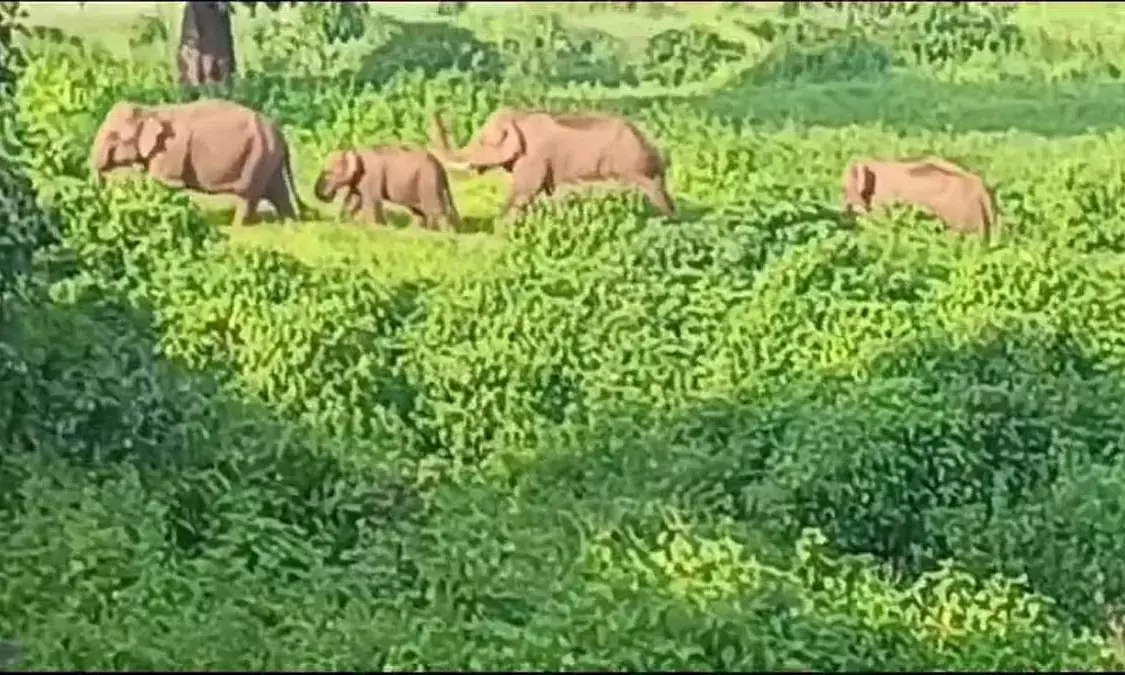 In Sitapur, the Forest Department has cut off the electricity supply