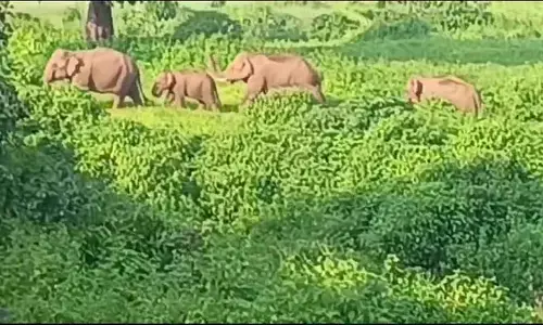 In Sitapur, the Forest Department has cut off the electricity supply