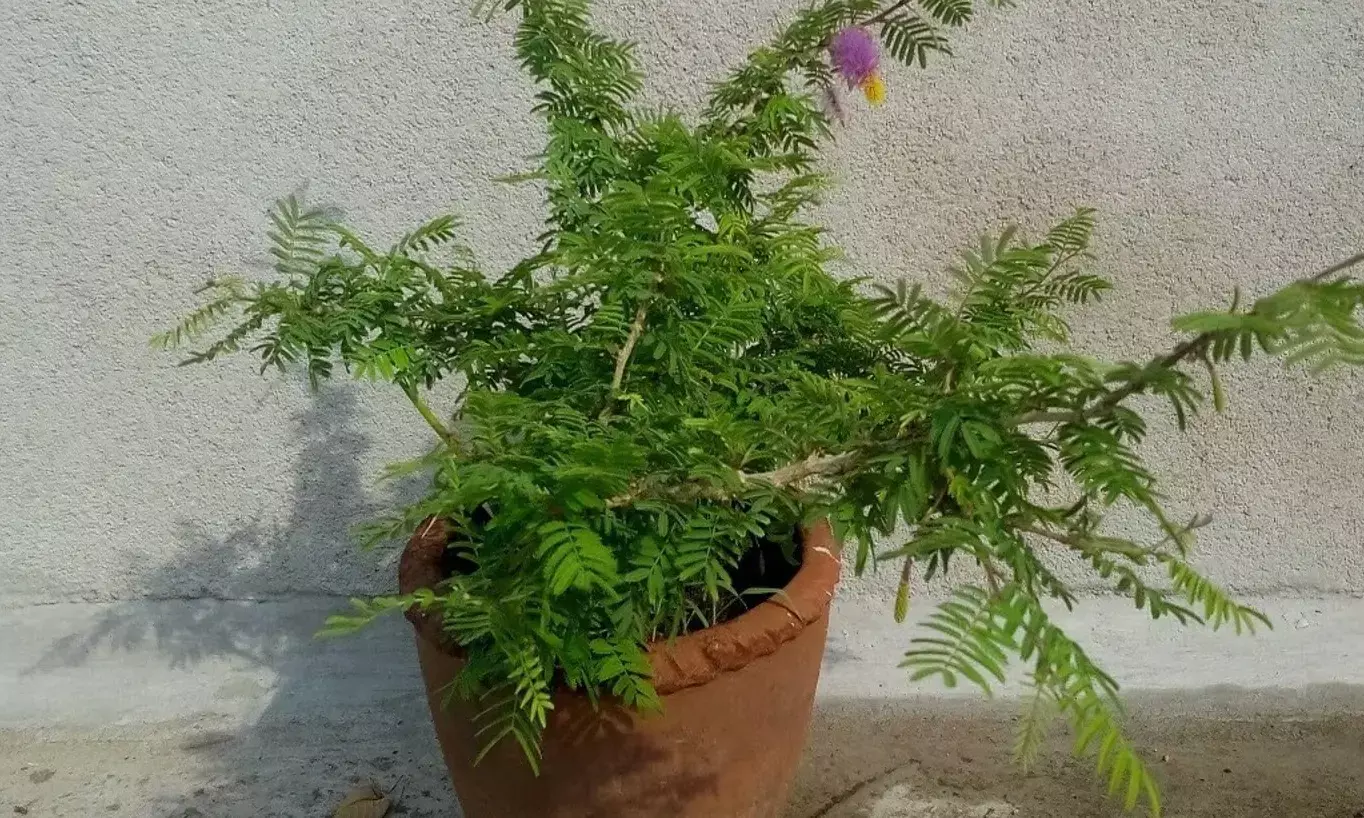 how to plant shami at home