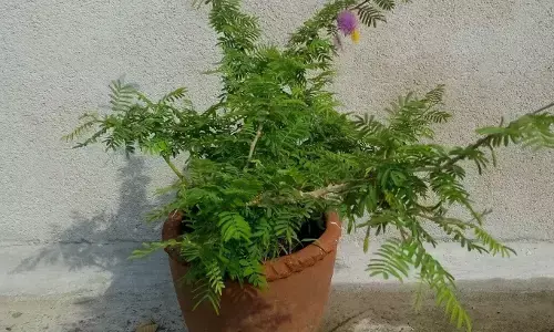 how to plant shami at home