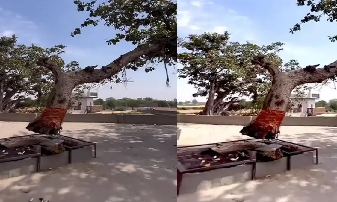 हरियाणा का हवा में लटका हुआ बरगद का पेड़, इसे देख हो जाएंगे हैरान, चमत्कारी होने की है मान्यता