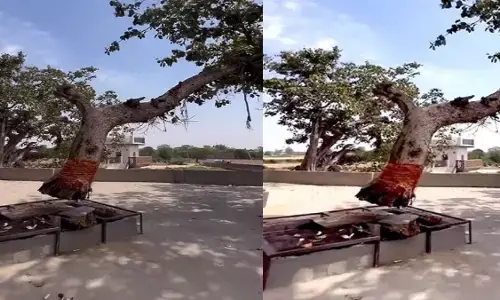हरियाणा का हवा में लटका हुआ बरगद का पेड़, इसे देख हो जाएंगे हैरान, चमत्कारी होने की है मान्यता