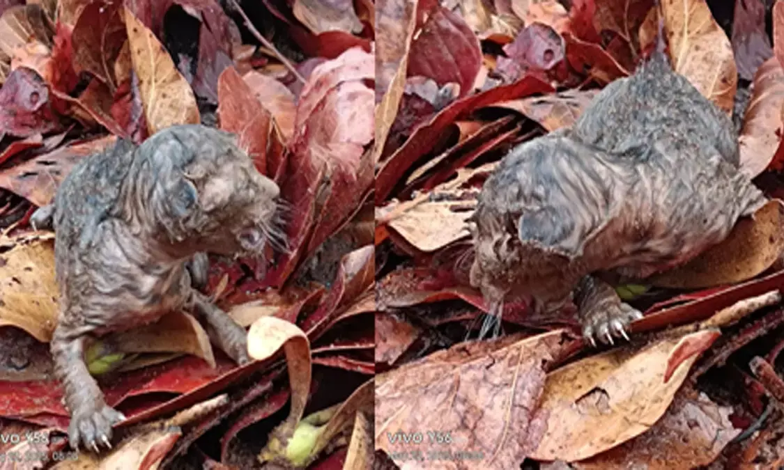 बाघिन ने दो शावकों को दिया जन्म, गांव के लड़के ने खींचीं तस्वीरें