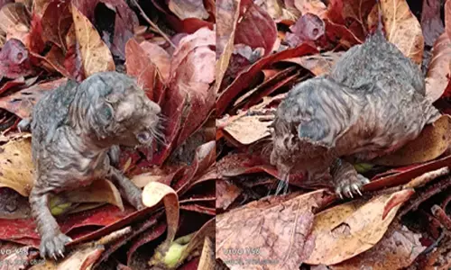 बाघिन ने दो शावकों को दिया जन्म, गांव के लड़के ने खींचीं तस्वीरें