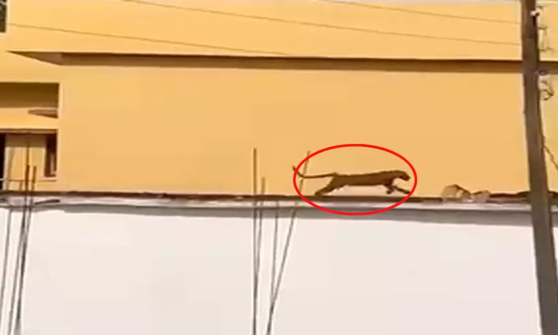 Injured leopard Injured leopard