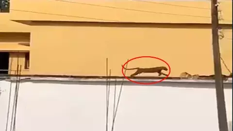 Injured leopard Injured leopard