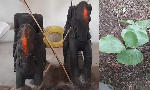 विशेष पेड़, पत्थर और प्रेम कहानी : अनेक प्रकार के रहस्यों से घिरा है शिवनाथ नदी का उद्गम स्थल