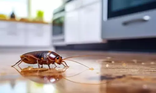 Home Remedies: घर में जगह-जगह पर घूम रहे हैं कॉकरोच? ये घरेलू उपाय भगाने में करेंगे मदद