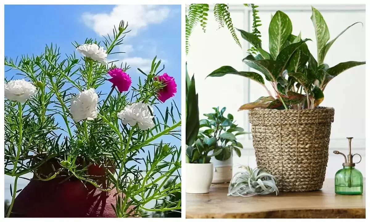 plantation tips for monsoon